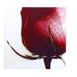 JK Home Décor - Καδρο με Κόκκινο Τριαντάφυλλο 50x50cm 45266